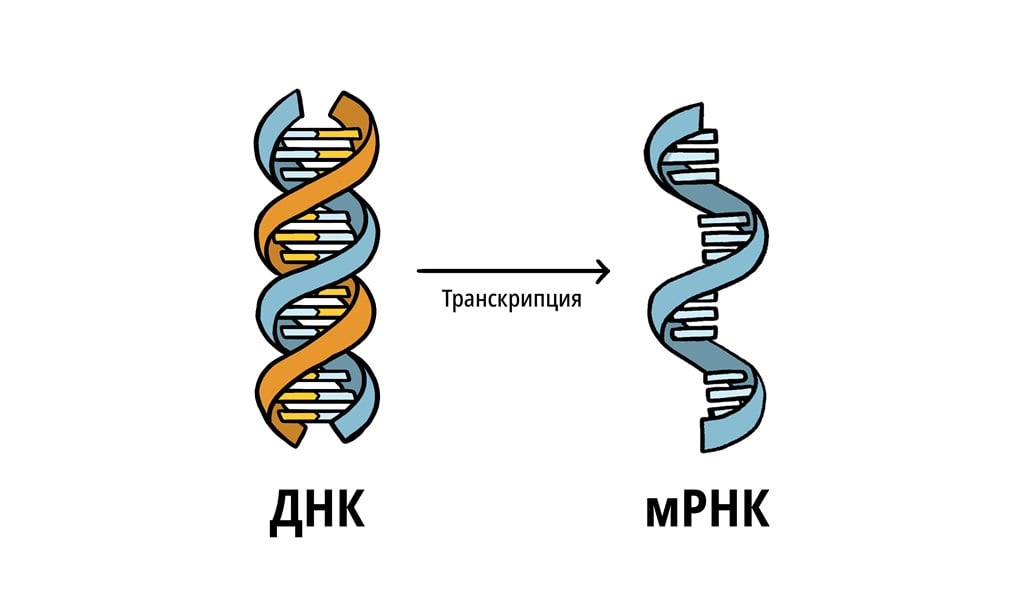 ДНК сначала превращается в информационную РНК, которая затем используется в качестве программы для продуцирования специфических белков